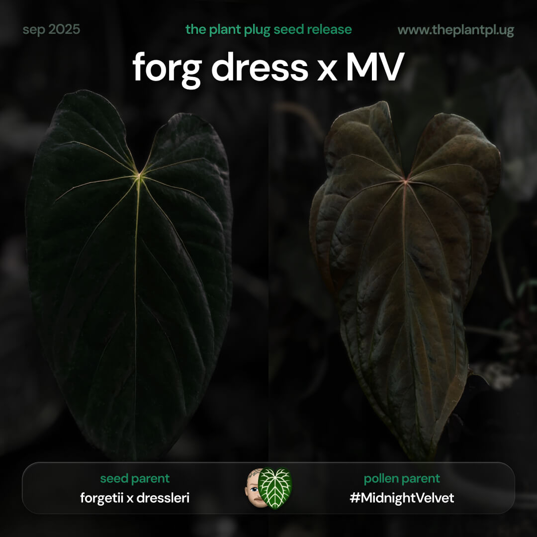 forgetii dress x Midnight Velvet • germinated seeds