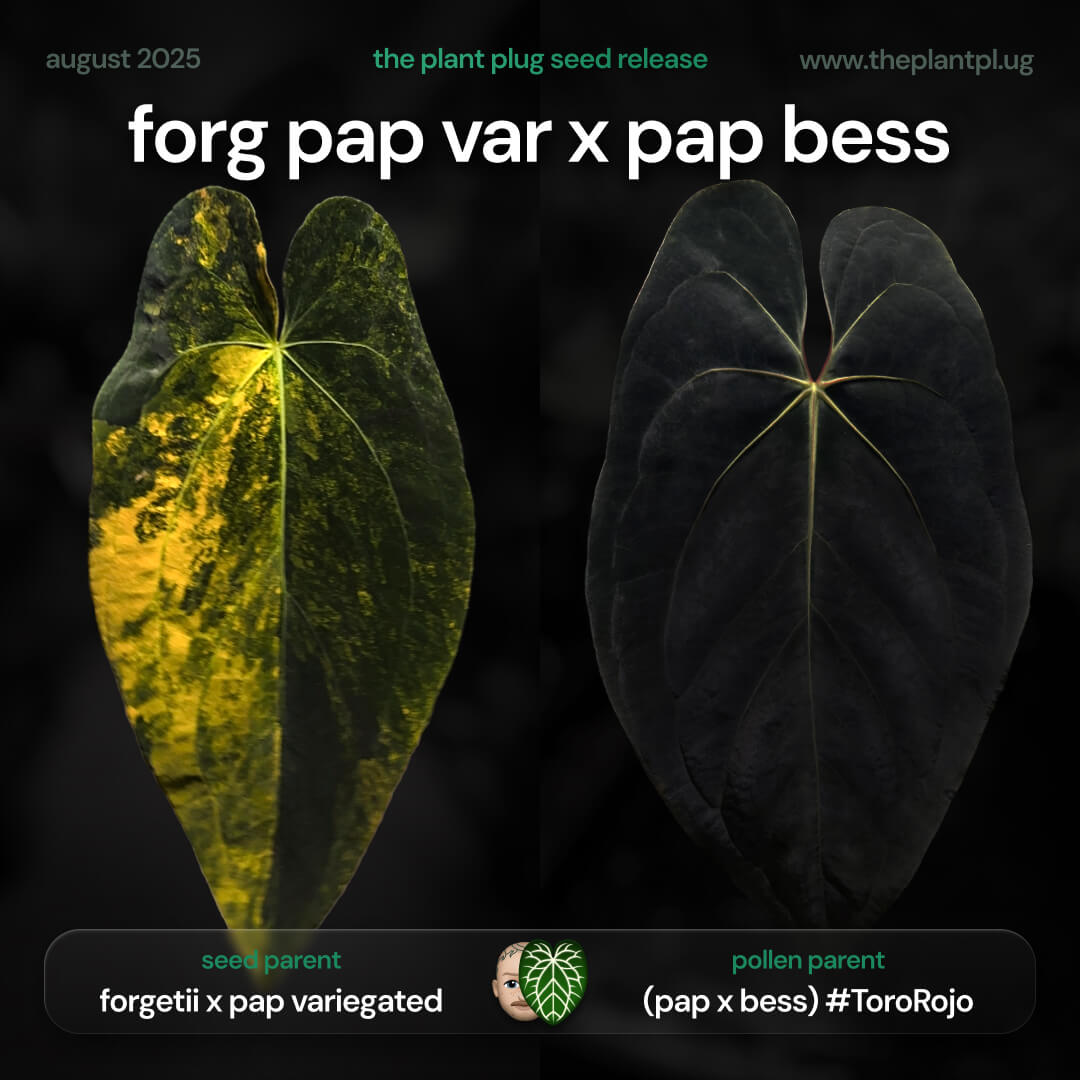 Anthurium forg pap variegated x pap bess • germinated seeds
