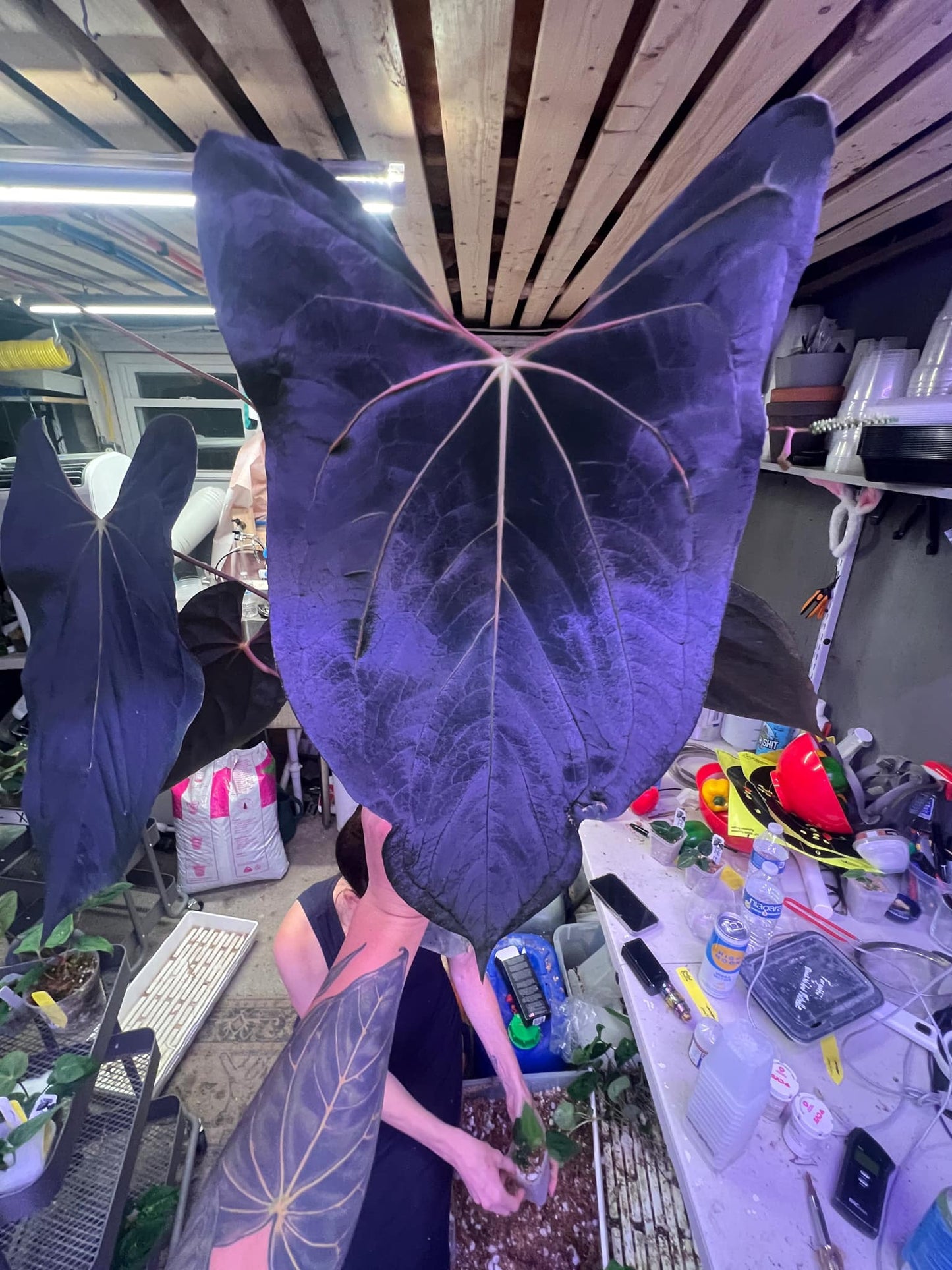 Anthurium papillilaminum (('FS' x 'RL') x ('FS' x self)) x self • select plant