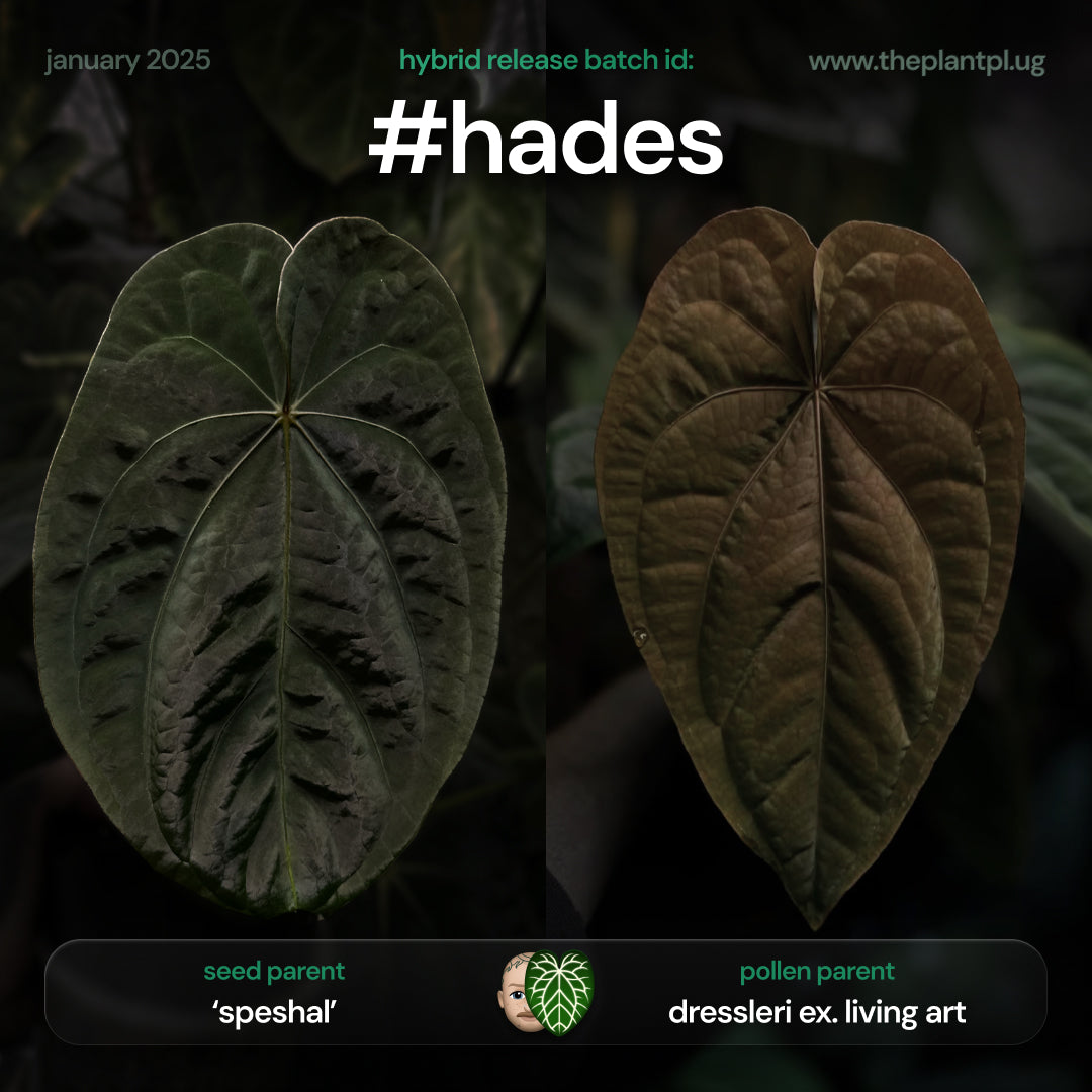 Anthurium ('Speshal' x dressleri 'LAS') #Hades • First release 💎