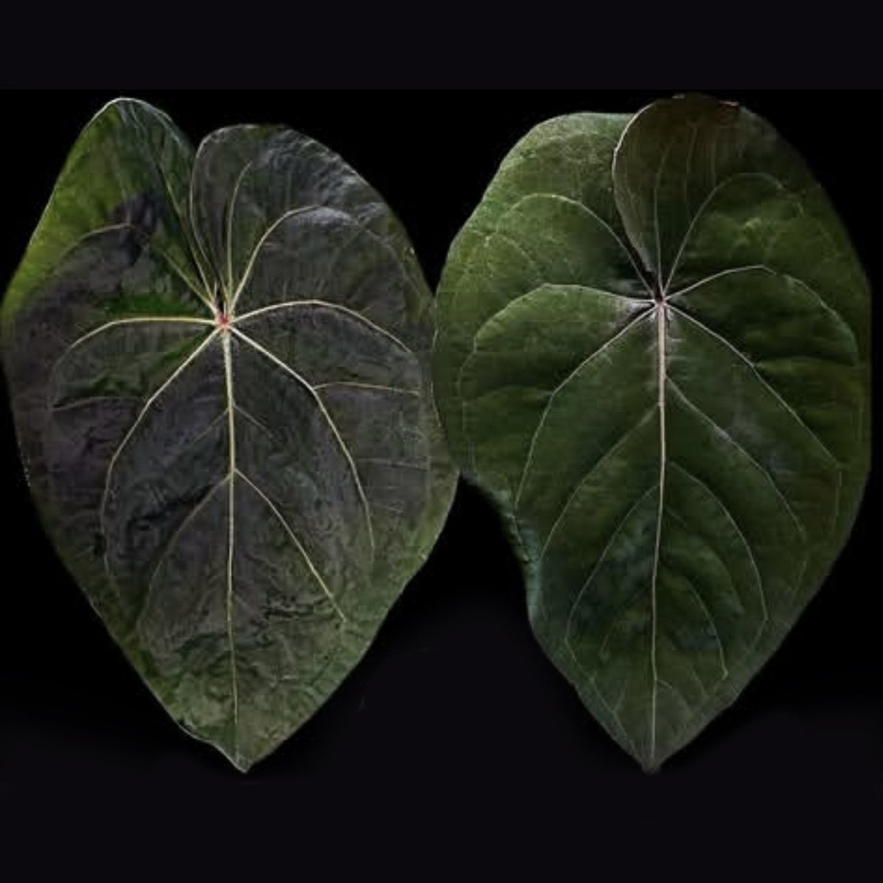 Anthurium ('Hoffx' x #BlackCherry) x #VolcanicAsh