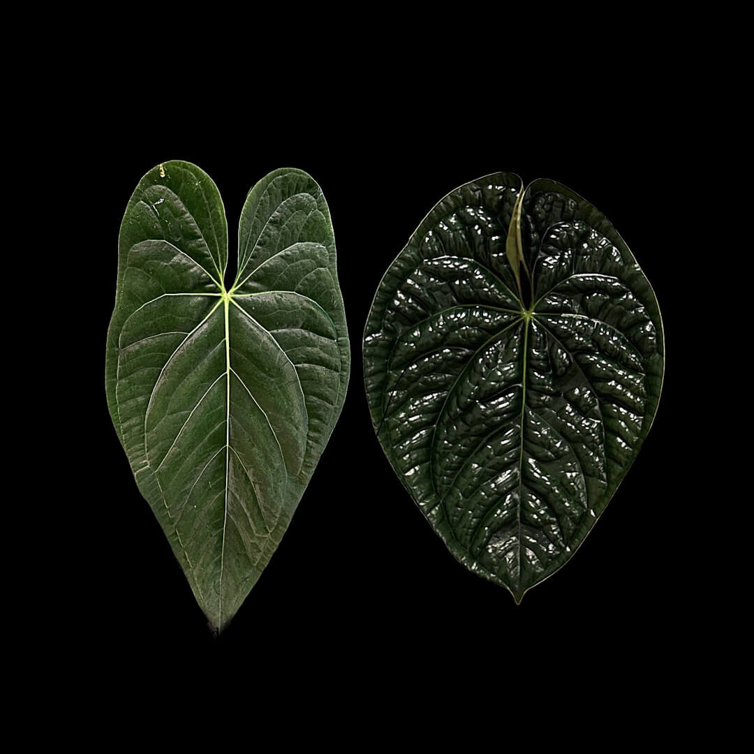 Anthurium 'Jessika Rabbit' x luxurians