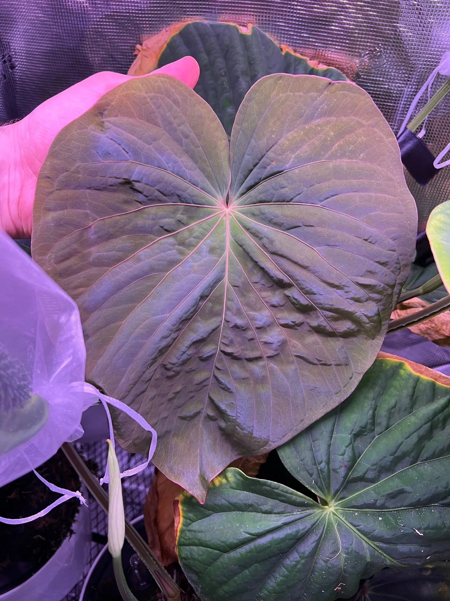 Anthurium kunayalense 'PM5' x 'PM3'
