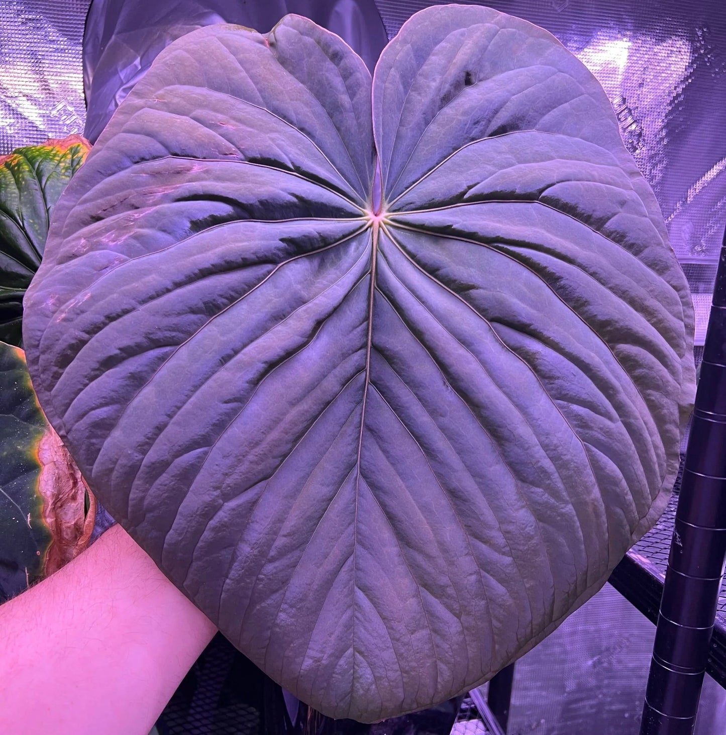 Anthurium kunayalense 'PM5' x 'PM3'