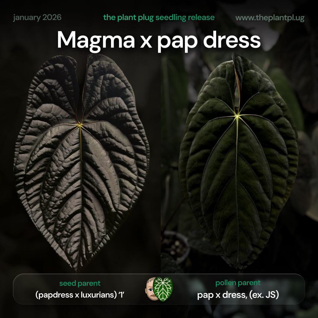 Anthurium #Magma x (papillilaminum x dressleri)