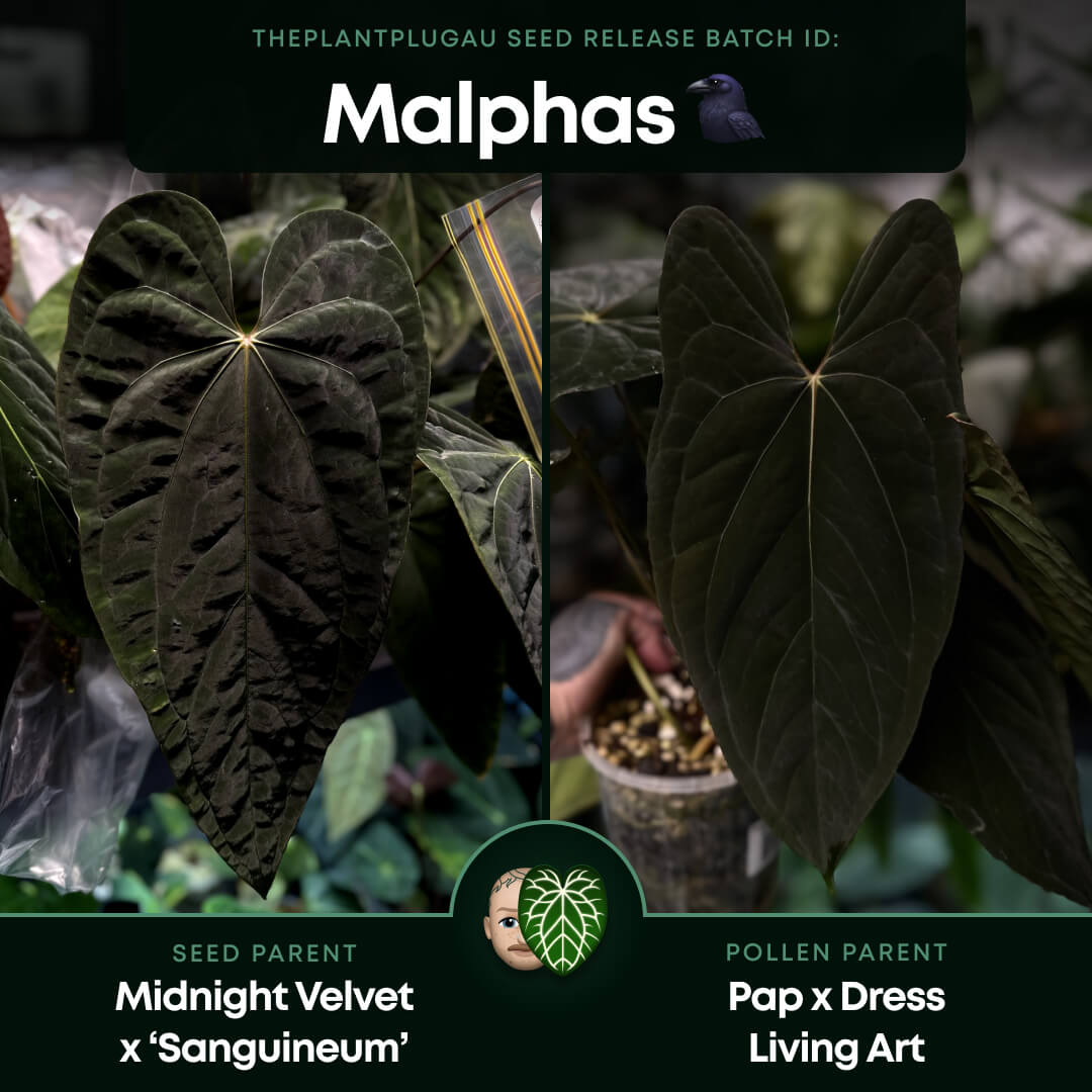 Anthurium #Malphas