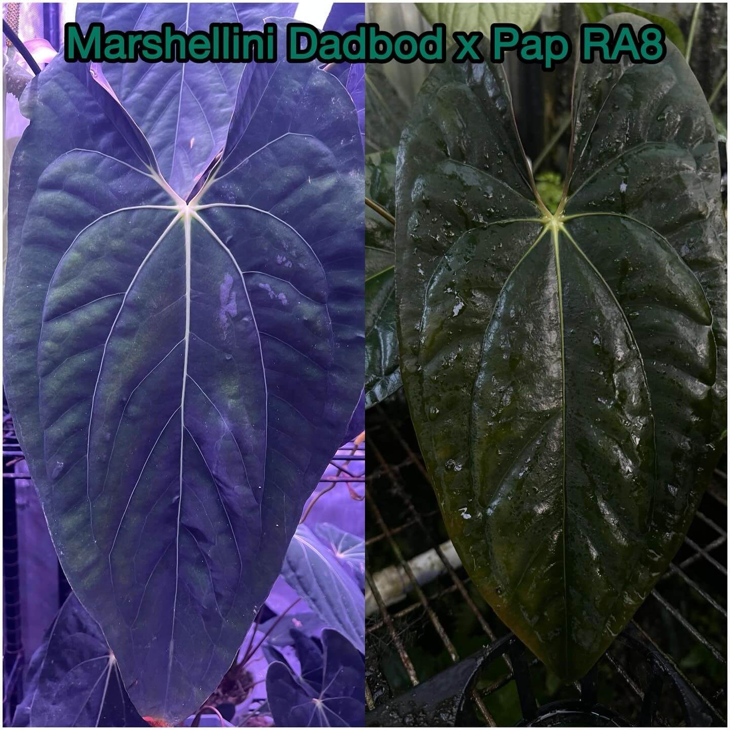 Anthurium papillilaminum ('Marshellini' x 'Dadbod') x 'RA8'