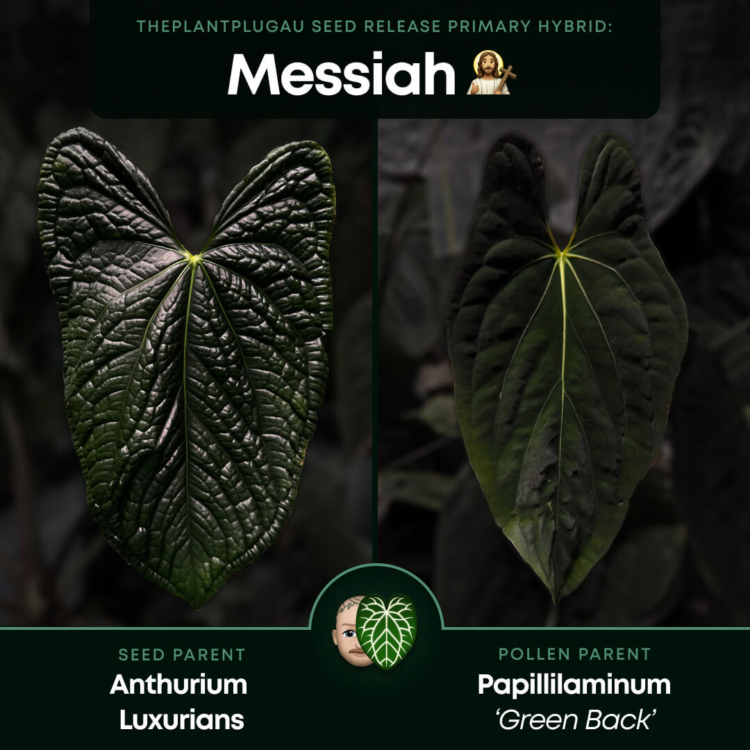 Anthurium #Messiah • luxurians x papillilaminum • beautiful emergent