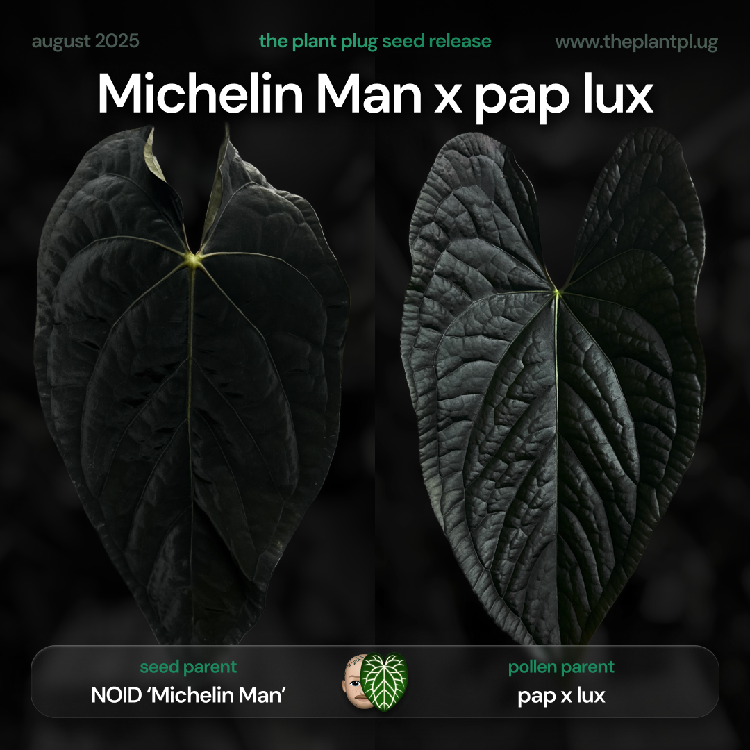Anthurium 'Michelin Man' x (papillilaminum x luxurians)