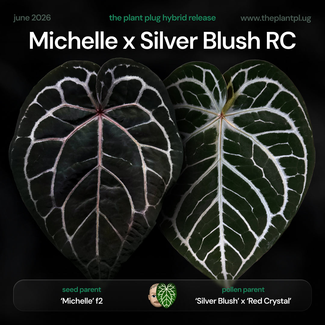 Anthurium Michelle x (Silver Blush x Red Crystal) • germinated