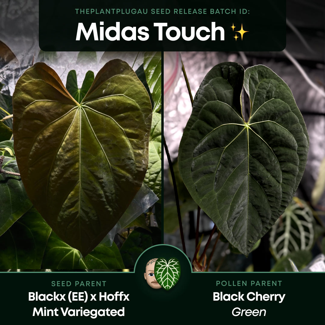 Anthurium #MidasTouch