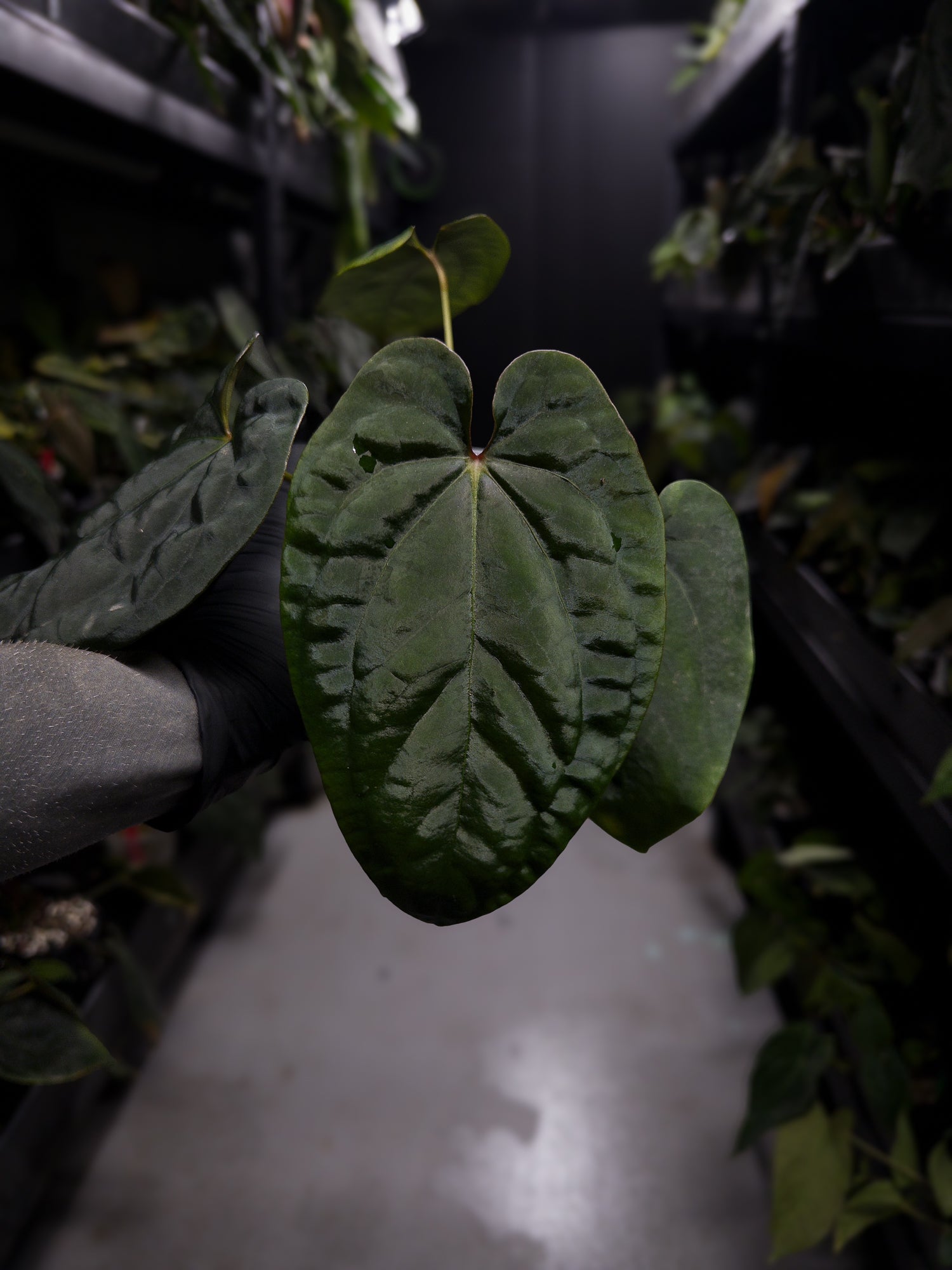 black velvet anthurium Anthurium ('Midnight Velvet' x crystallinum) x #BlackCherry 'Red' • se – The Plant Plug