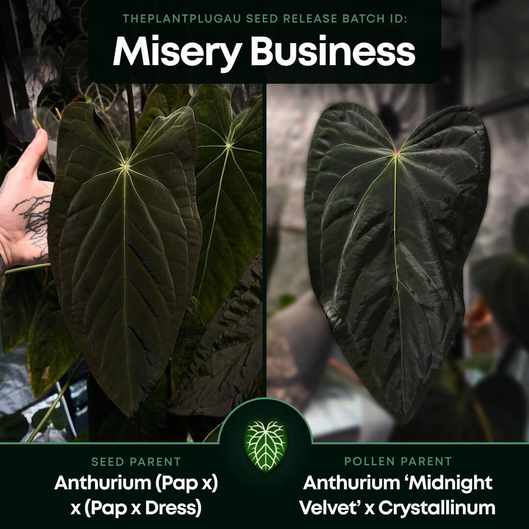 Anthurium #MiseryBusiness • tri-colour variegated 🦄✨