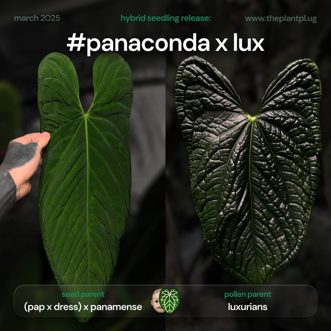 Anthurium ((pap x dress) x panamense) #Panaconda x luxurians • first release