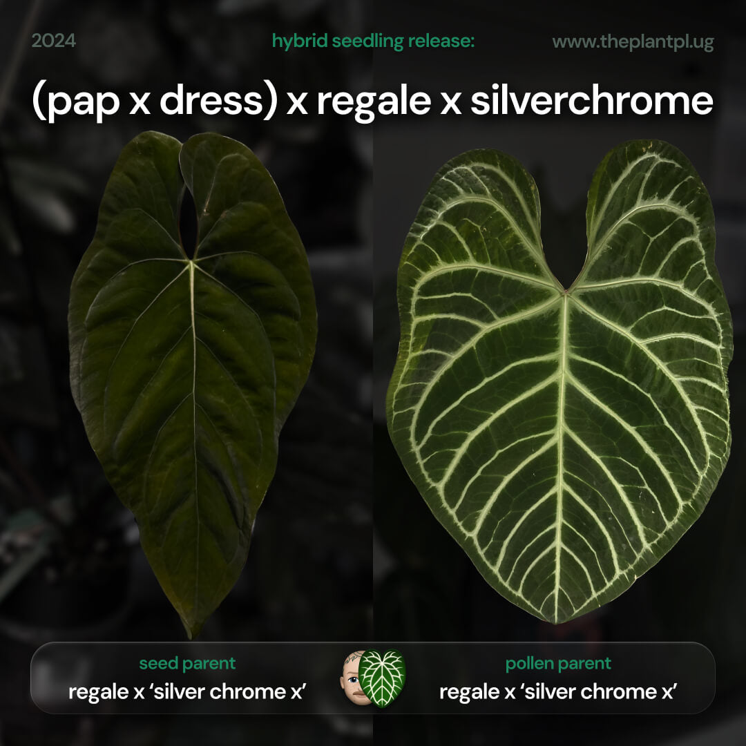 Anthurium (pap x dress ex. JS s1) x (regale x 'Silver Chrome')