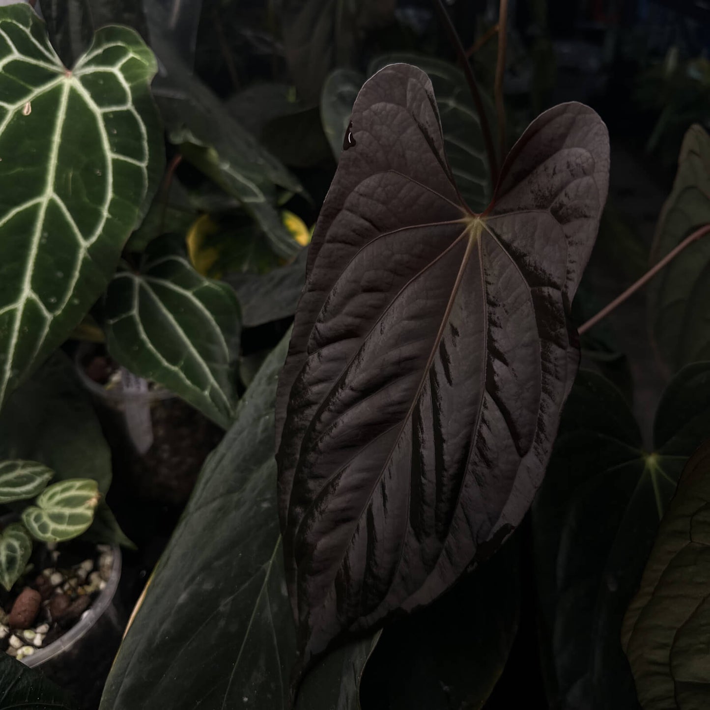 Anthurium Black dress x FS antolakii • germinated seeds