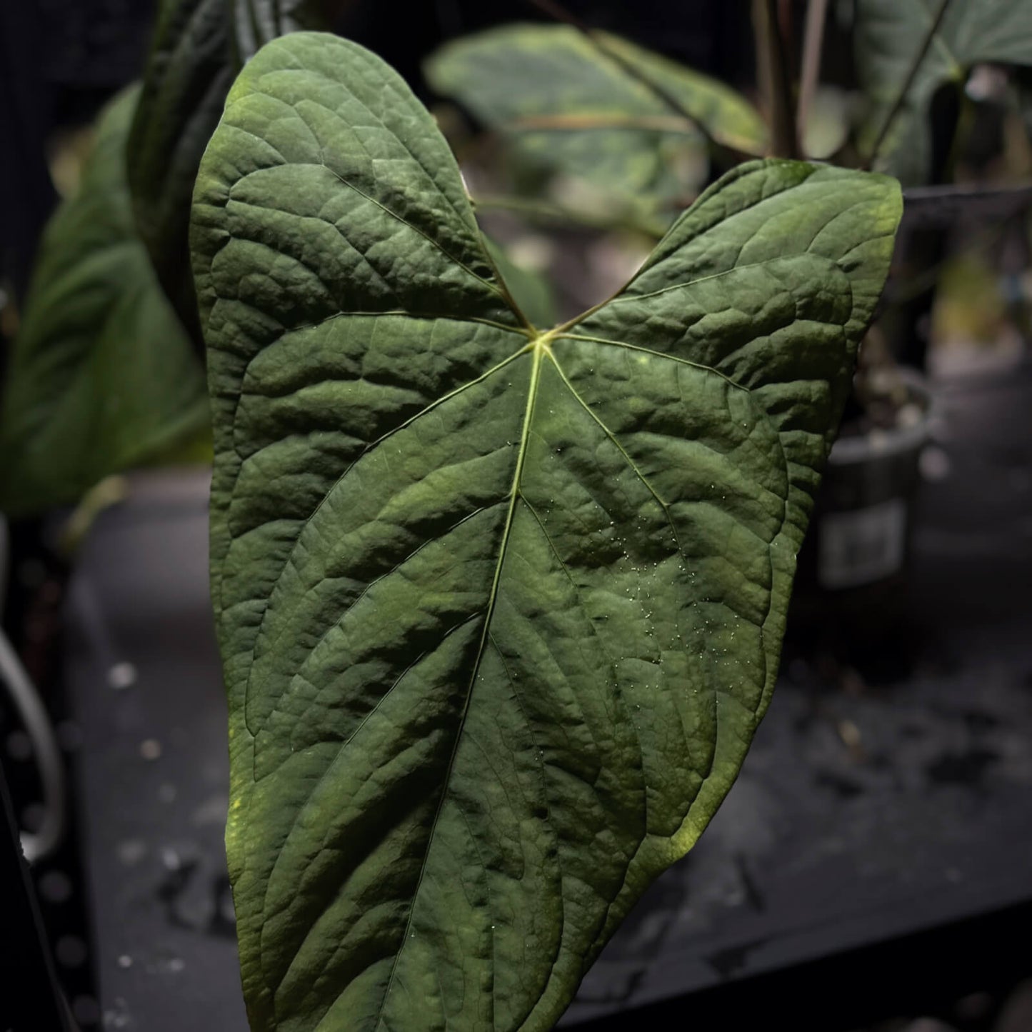 Anthurium MV Sang x pap och • germinated seeds