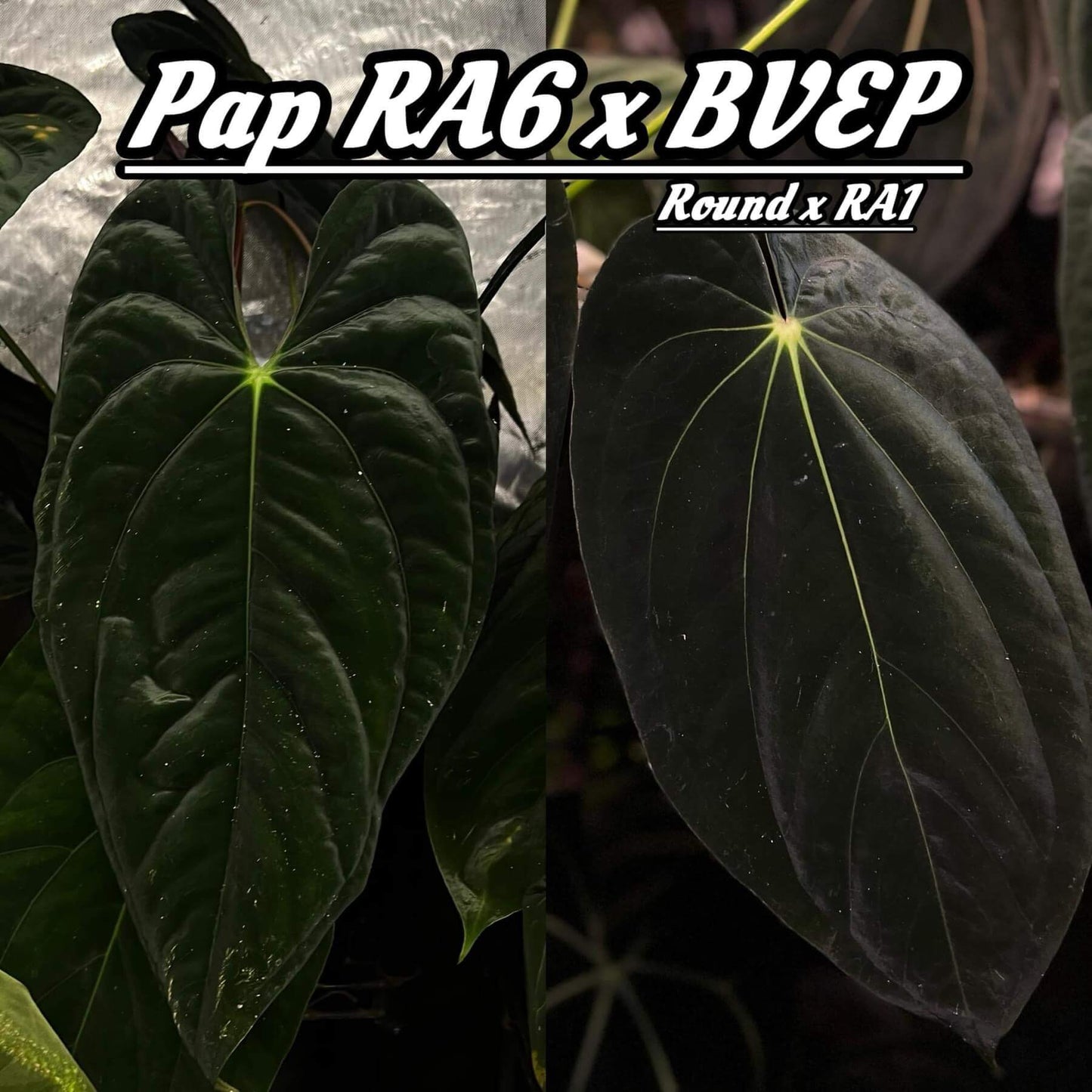 Anthurium papillilaminum 'RA6' x antolakii / 'BVEP' ('Round x RA')