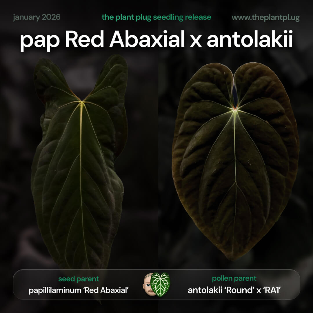Anthurium papillilaminum 'Red Abaxial' x (antolakii 'Round x RA1')