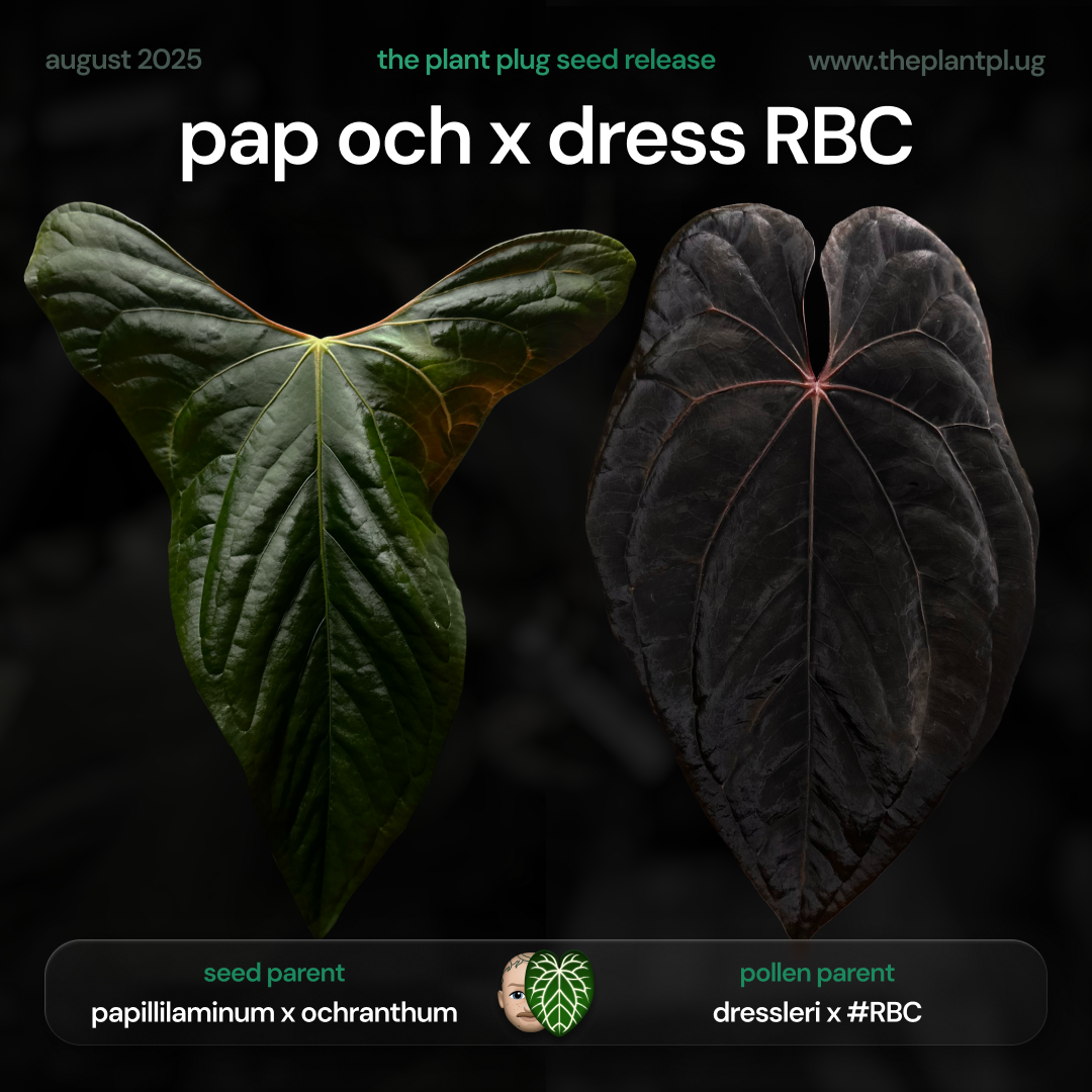 Anthurium pap och x dress RBC • germinated seeds