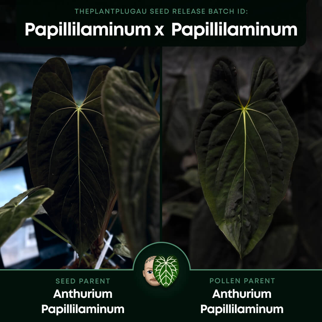 Anthurium papillilaminum 'green abaxial' x papillilaminum ex. LAS '2' • select holdback