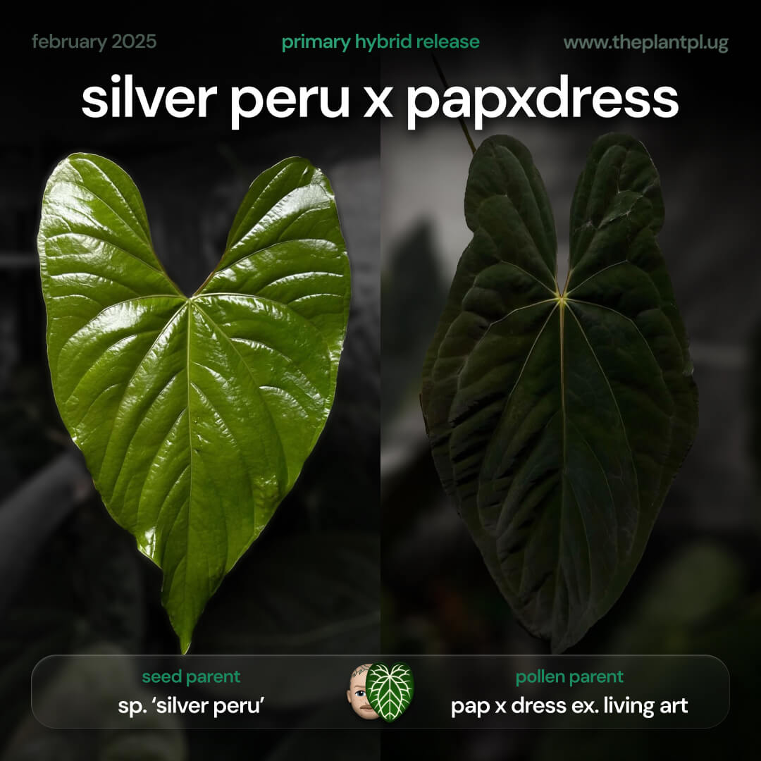 anthurium sp. 'silver peru' x (papillilaminum x dressleri) germinated seeds