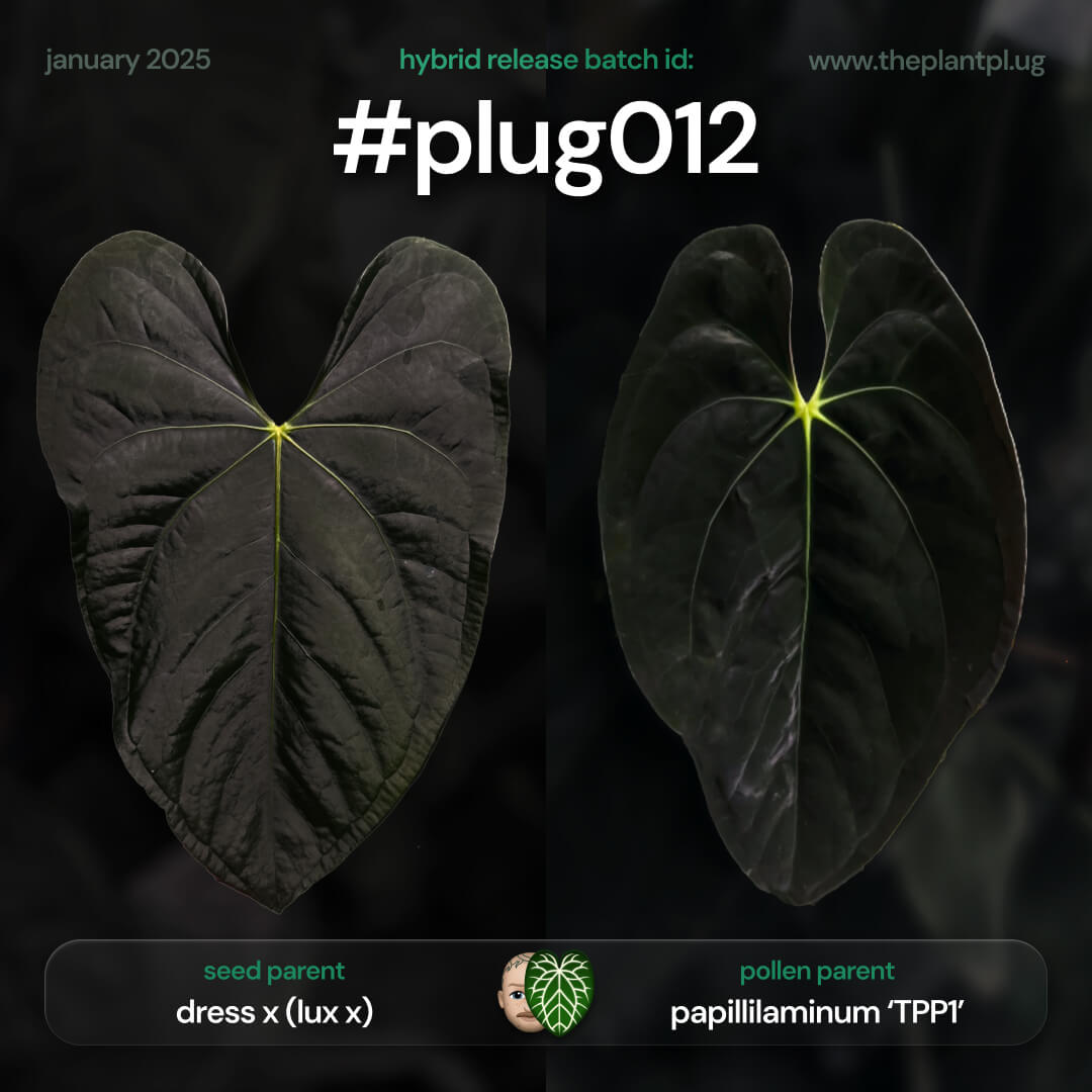 Anthurium #Plug012