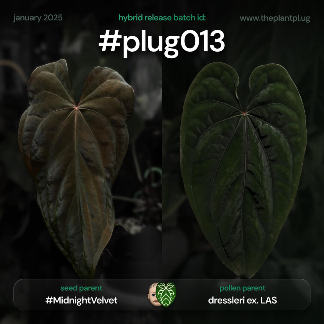 Anthurium #MidnightVelvet x dressleri 'LAS'