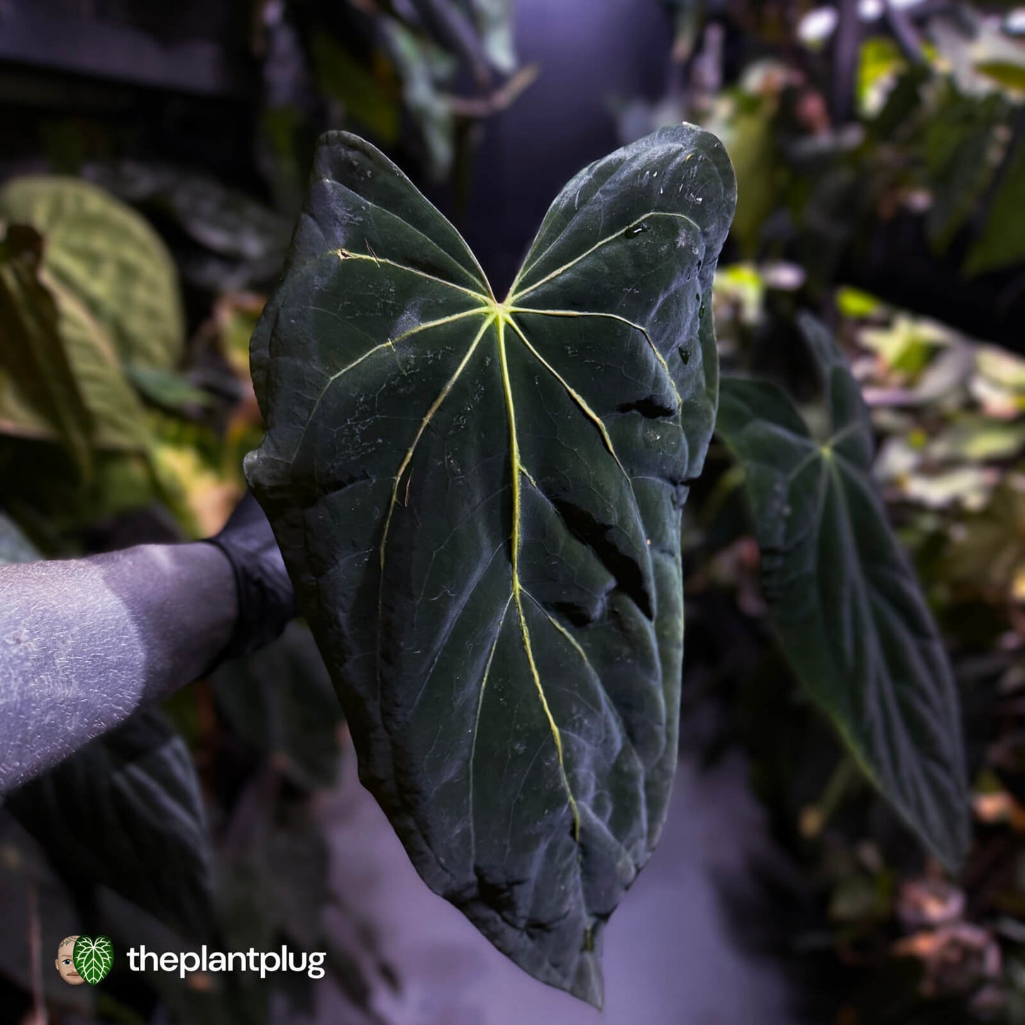 Anthurium 'Portillae' x papillilaminum