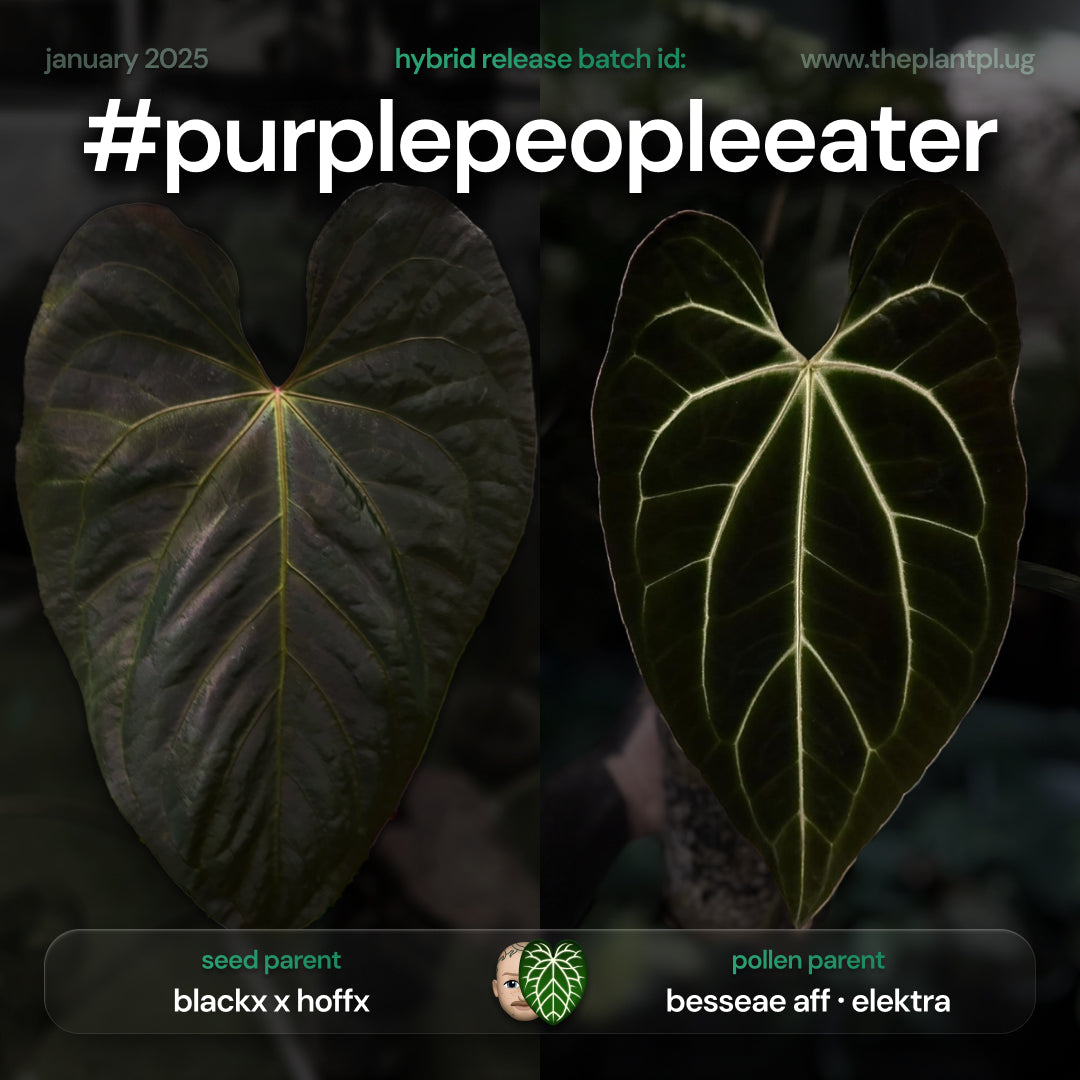 #purplepeopleeater - 5 germinated seeds