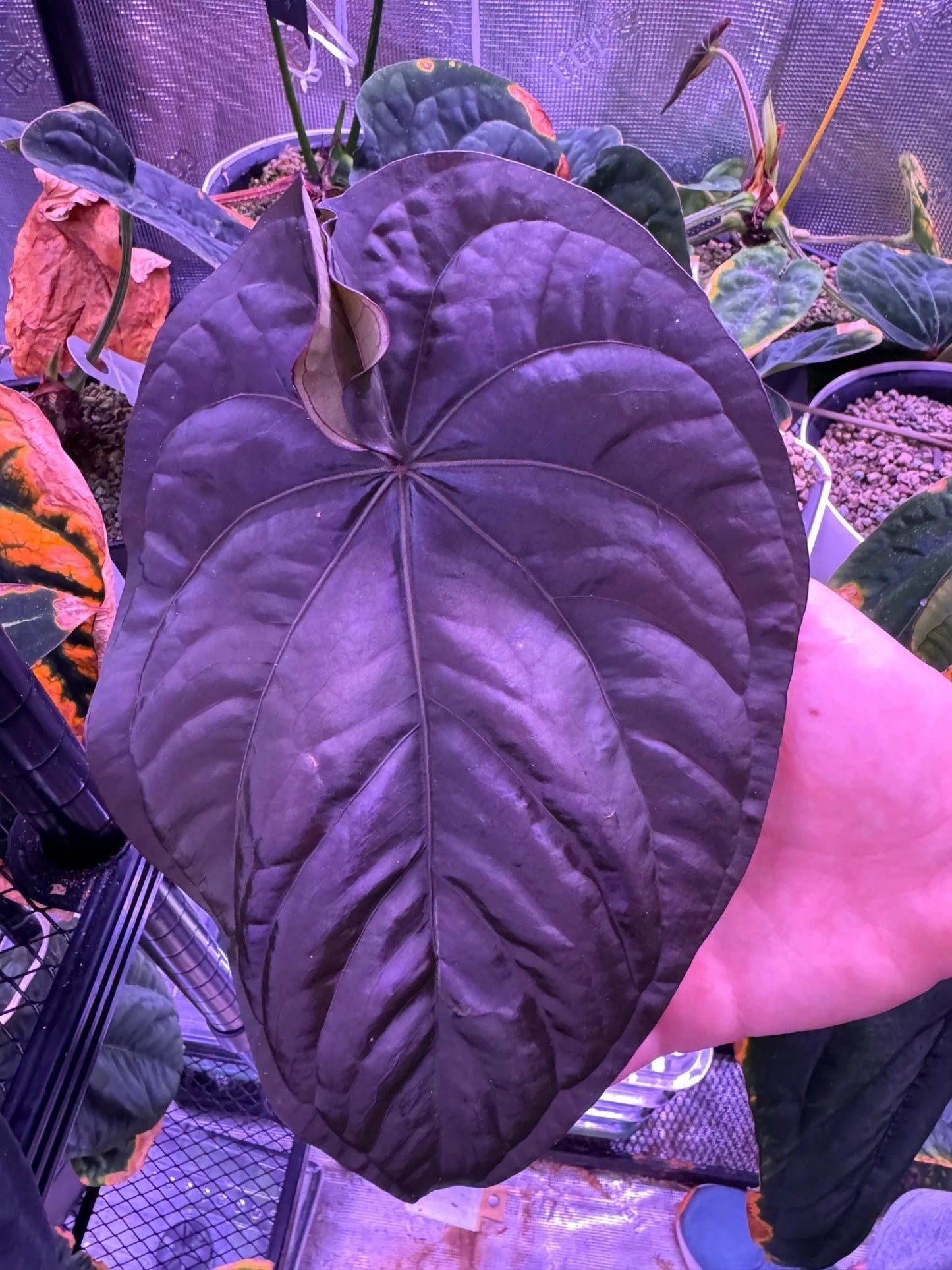 Anthurium dressleri 'RG'