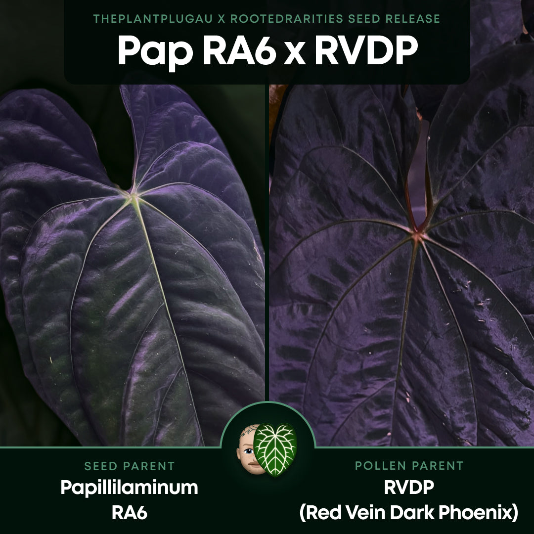 Anthurium papillilaminum 'RA6' x 'RVDP'
