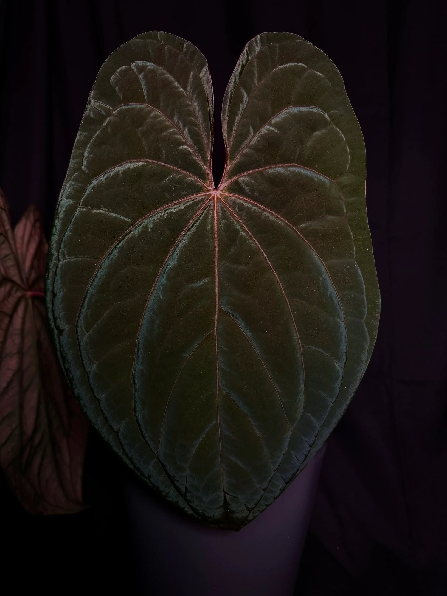 Anthurium antolakii / 'BVEP' x 'RVDP'