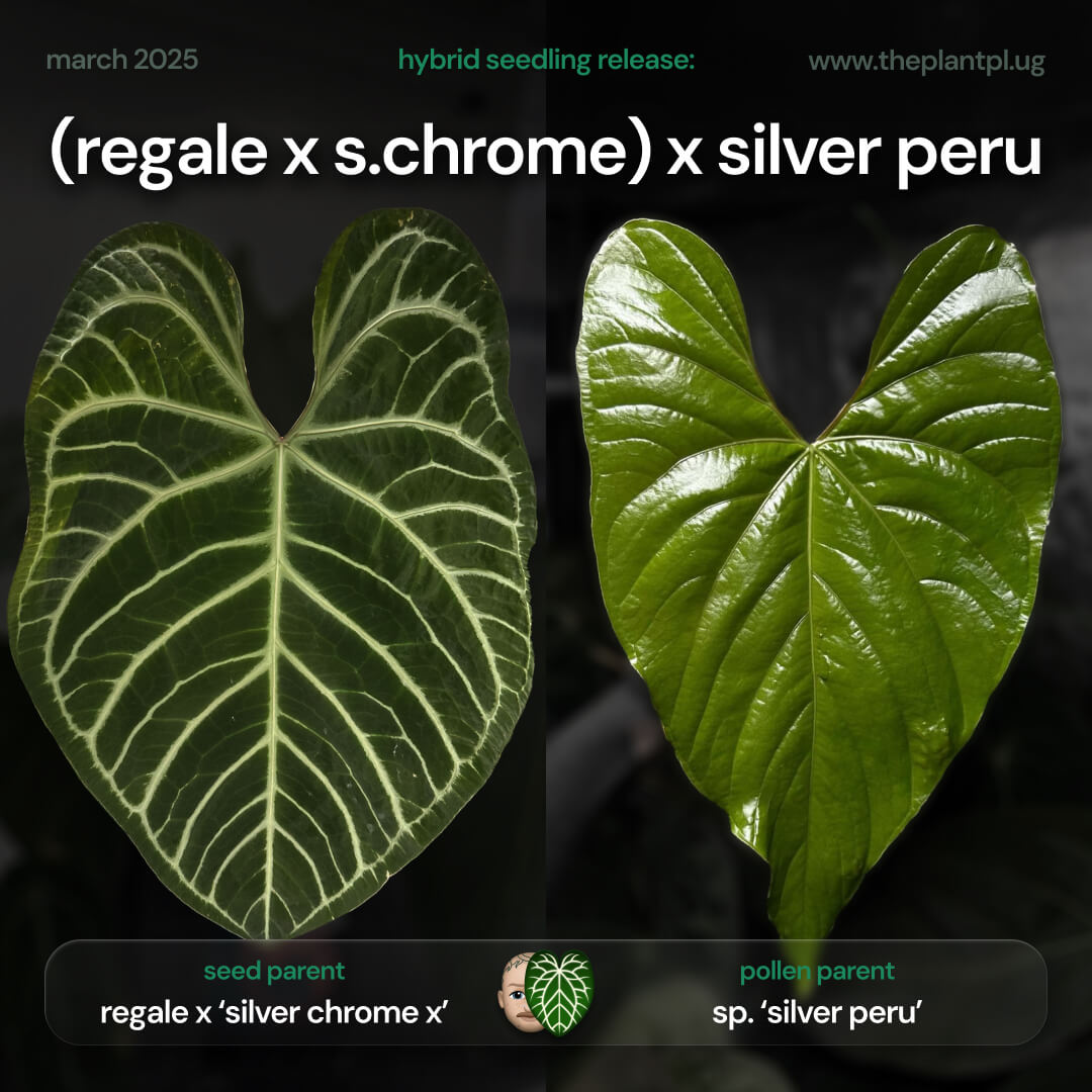 Anthurium (regale x 'Silver Chrome' hybrid) x sp. 'Silver Peru'