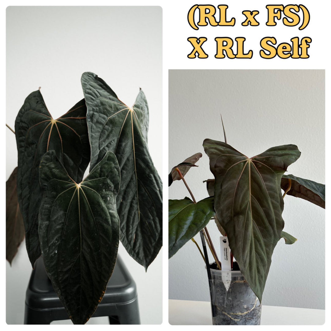 Anthurium papillilaminum 'RLFS' x 'RL' s1 • select holdback 🔥