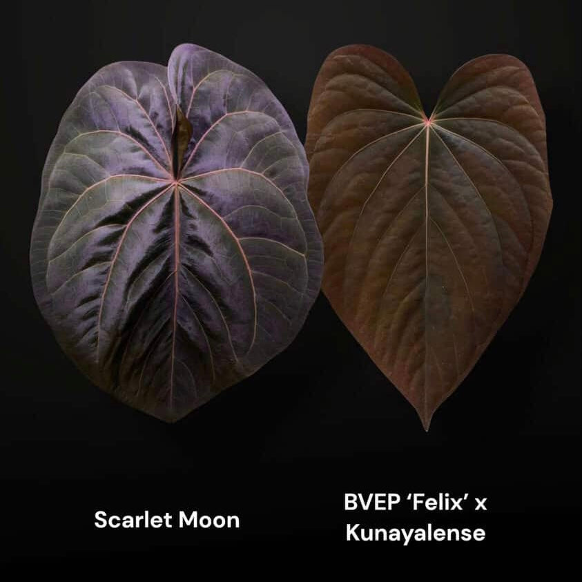 Anthurium 'Scarlet Moon' x (antolakii 'Felix' x kunayalense)