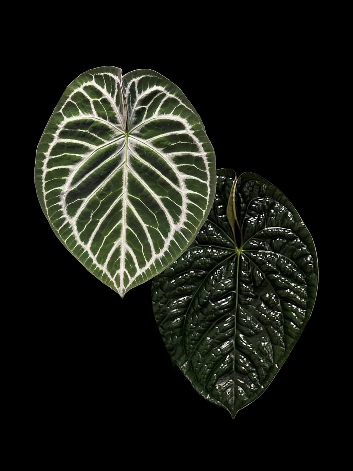 Anthurium 'Silver Blush' x luxurians