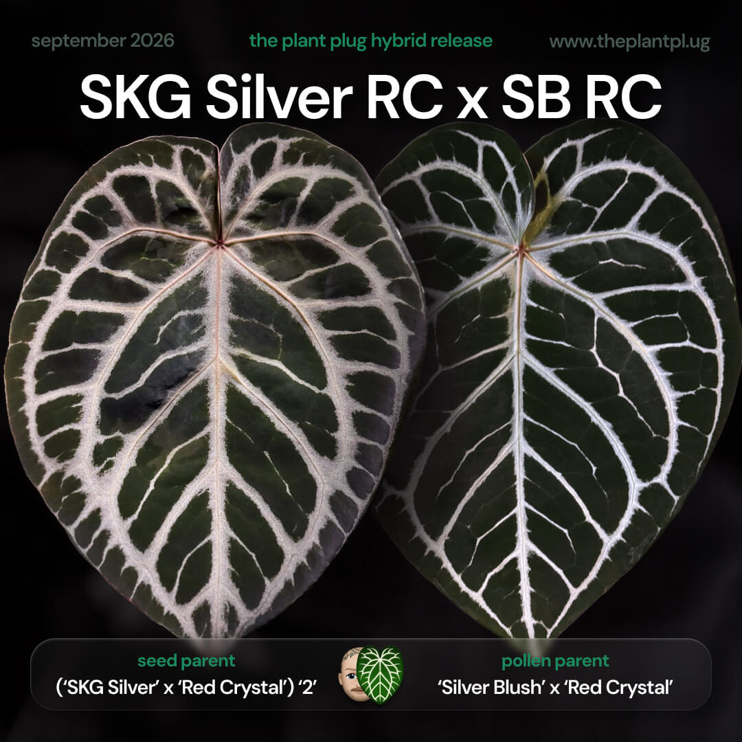 Anthurium SKG SIlver RC x Silver Blush RC • germinated seeds