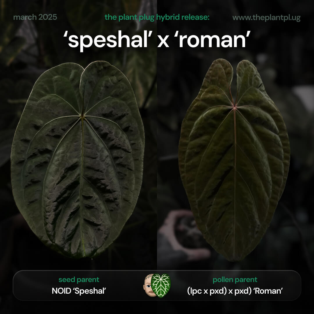 Anthurium 'Speshal' x 'Roman' • germinated seeds