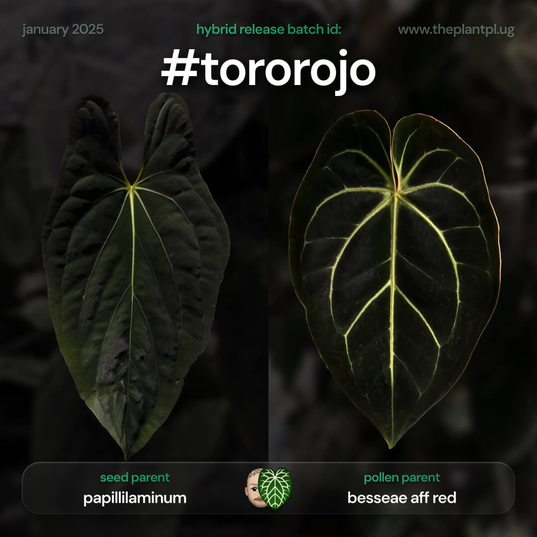 #tororojo - 3 germinated seeds
