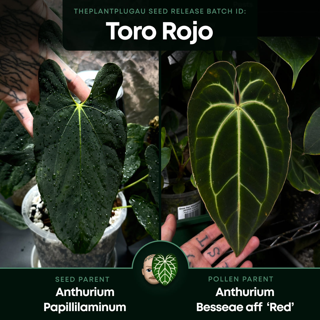 Anthurium #ToroRojo • papillilaminum x besseae aff 'red'