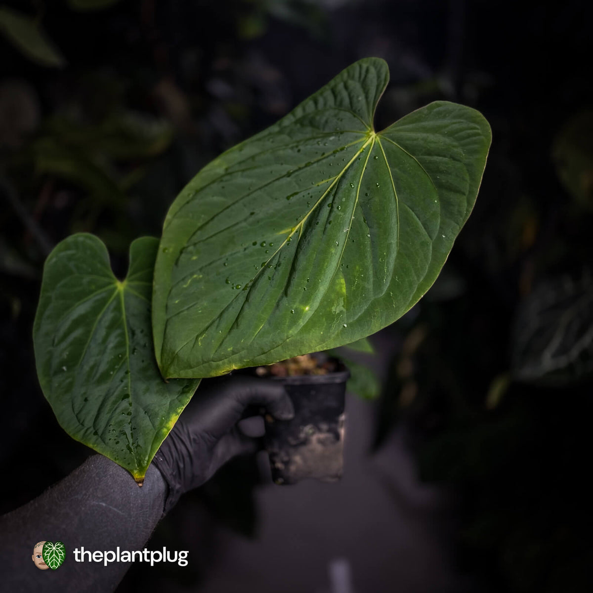 Anthurium kunayalense 'TPP1' x antolakii ('Round' x 'RA1') • holdback