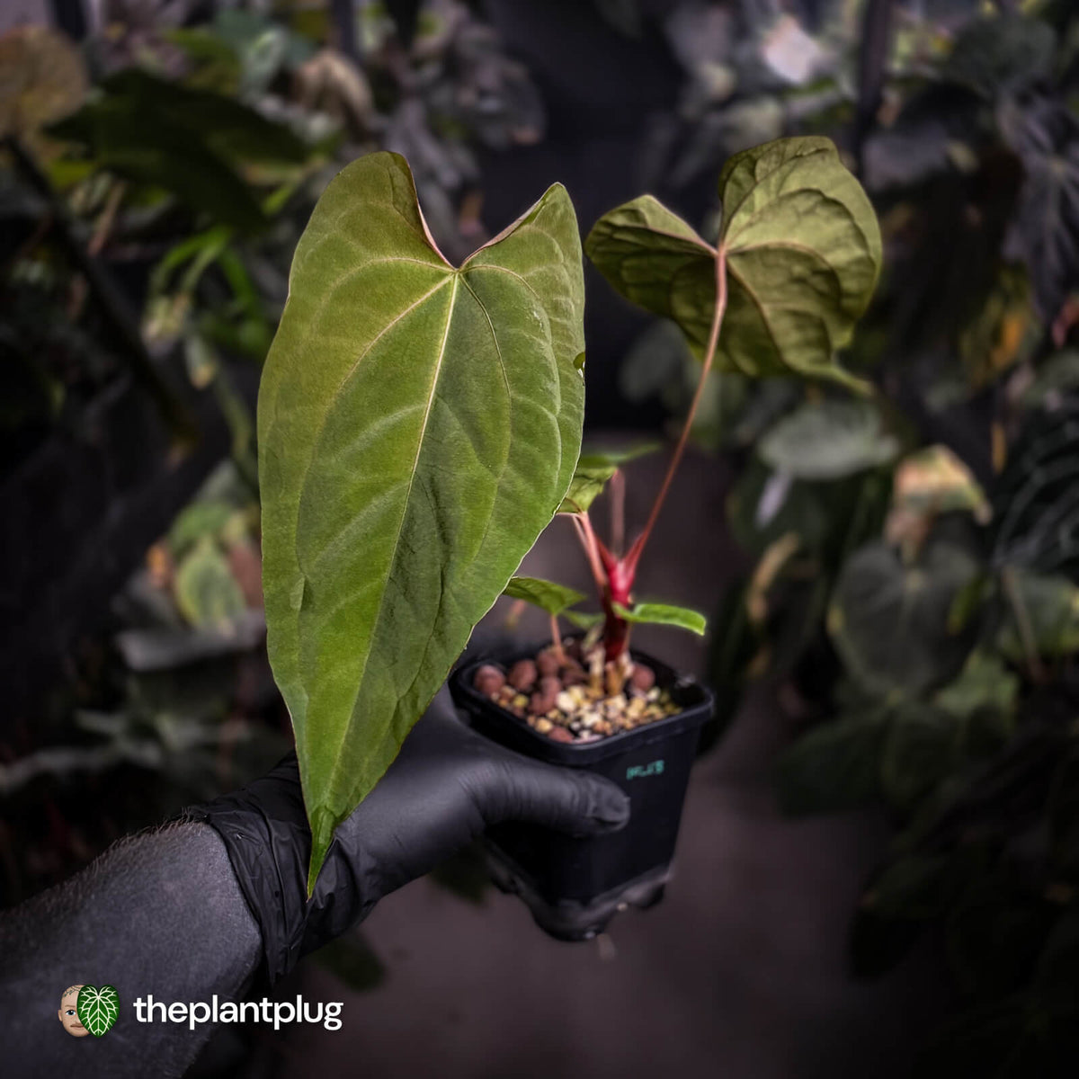 Anthurium ('Midnight Velvet' x pap 'LB') x #TwinPhoenix 'Narrow'