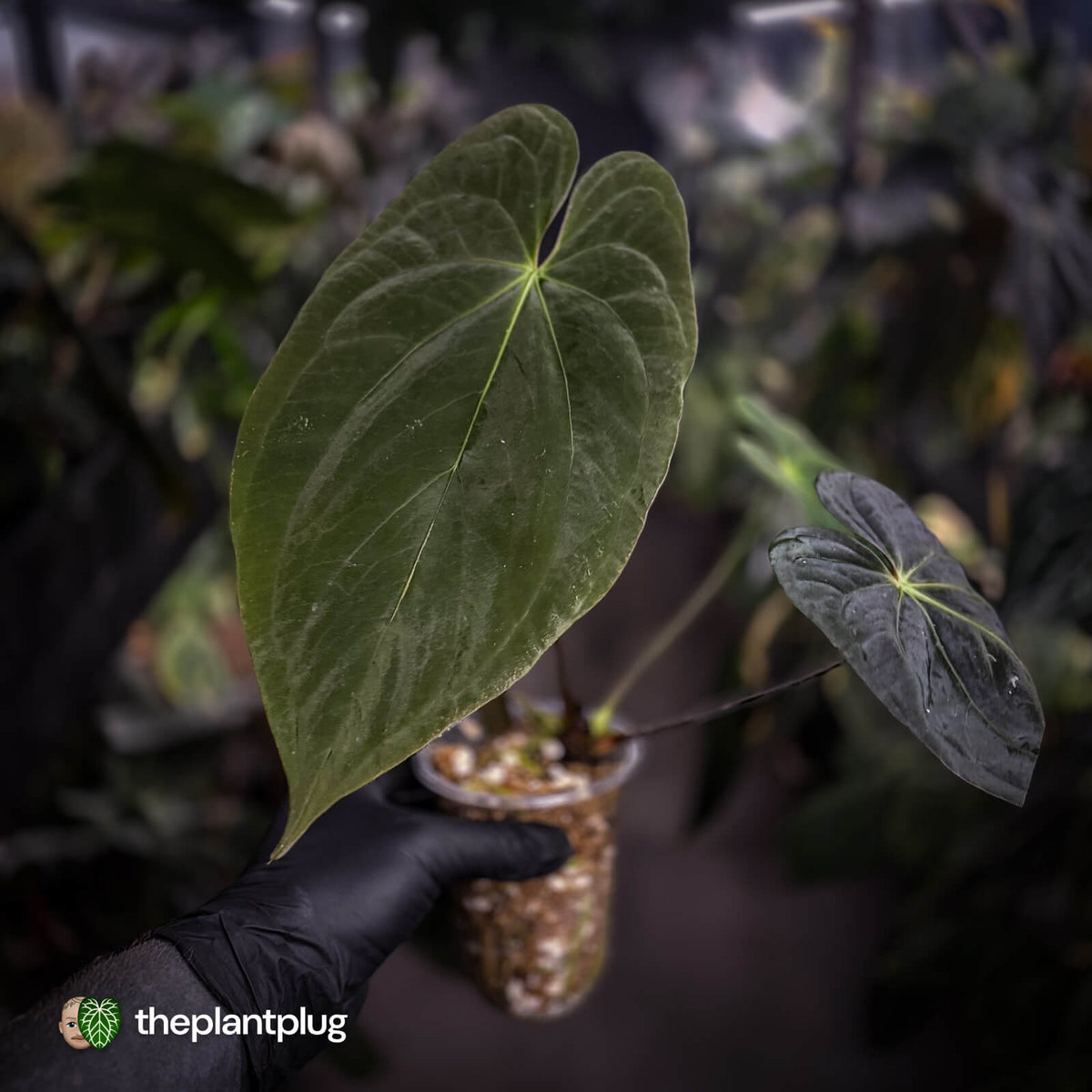 Anthurium (pap x dress, ex. JS) x antolakii ('Round' x 'RA1')