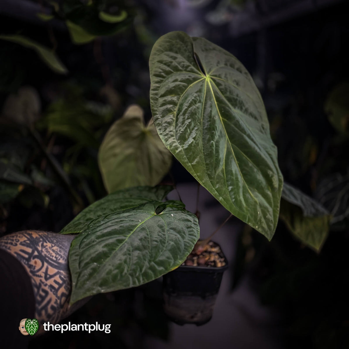 Anthurium (pap x dress, ex. JS) x antolakii ('Round' x 'RA1') • XXL plant