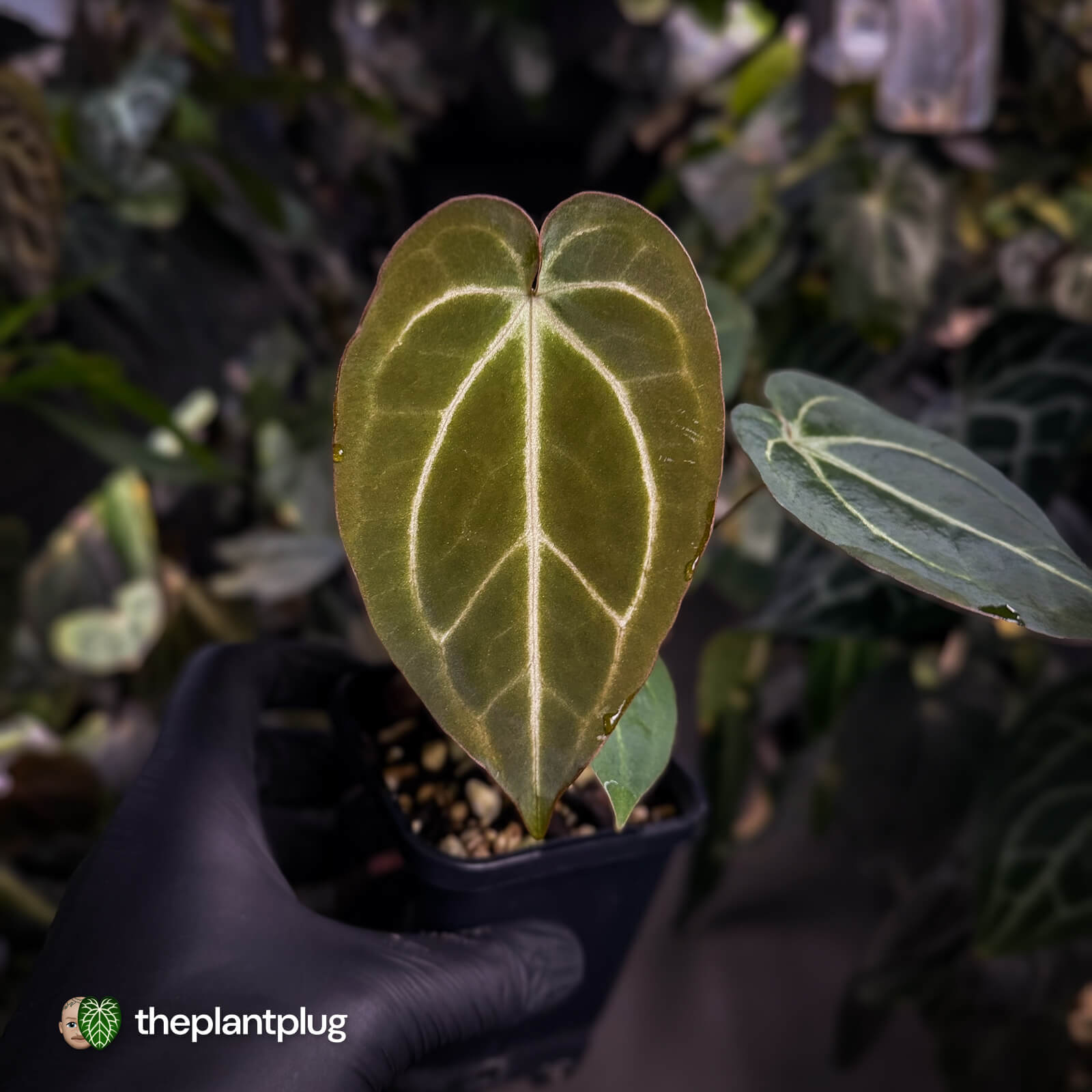 Anthurium [('Zara' x 'Michelle') x carlablackiae] x 'Black Widow