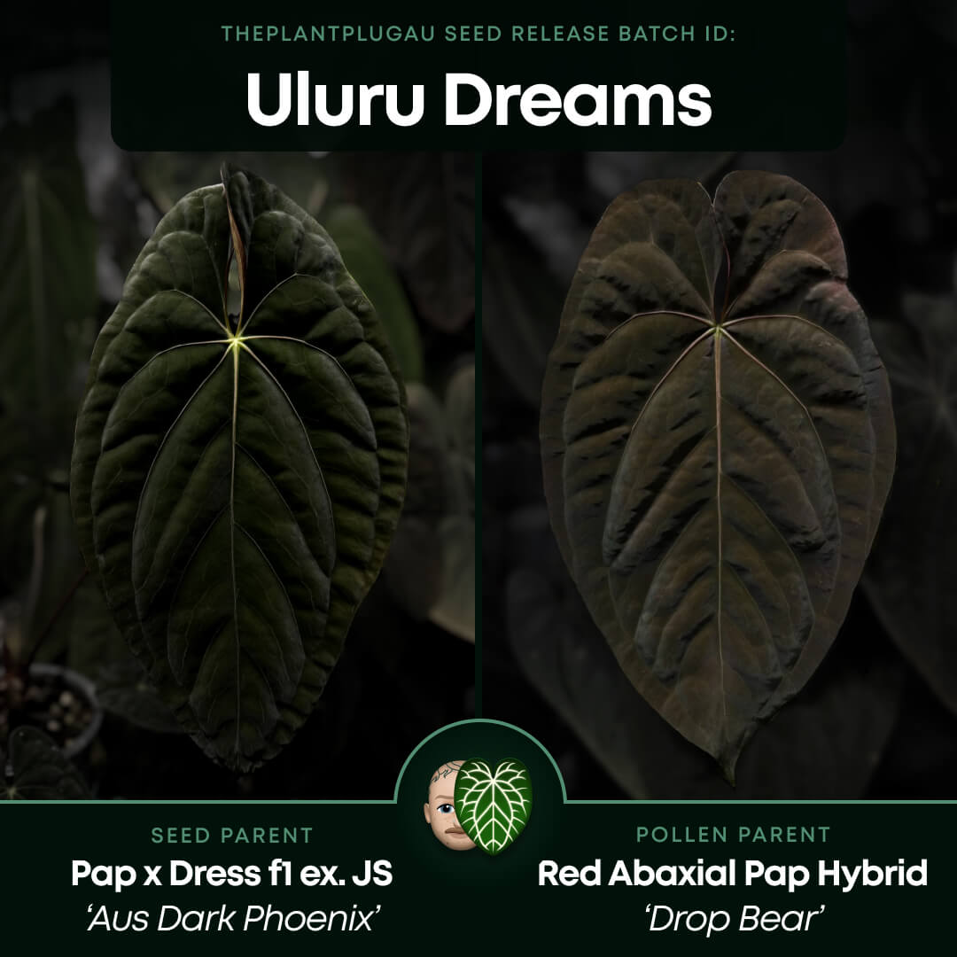 Anthurium #UluruDreams • holdback