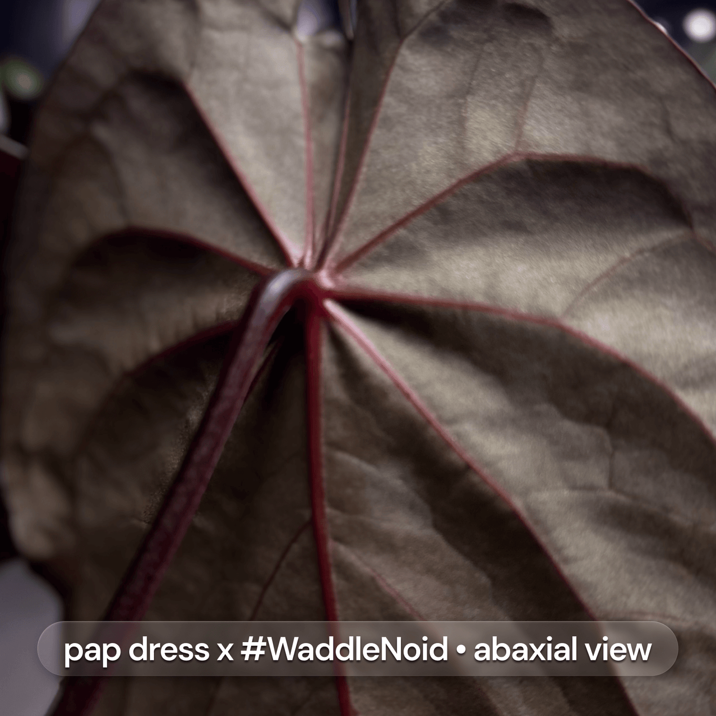 Anthurium dress RBC x Volcanic Ash • germinated seeds