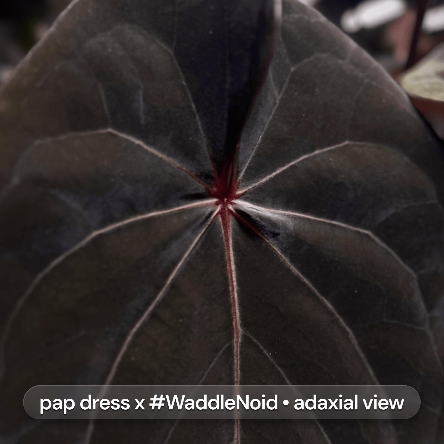 Anthurium Volcanic Ash x carladress RLself • germinated seeds