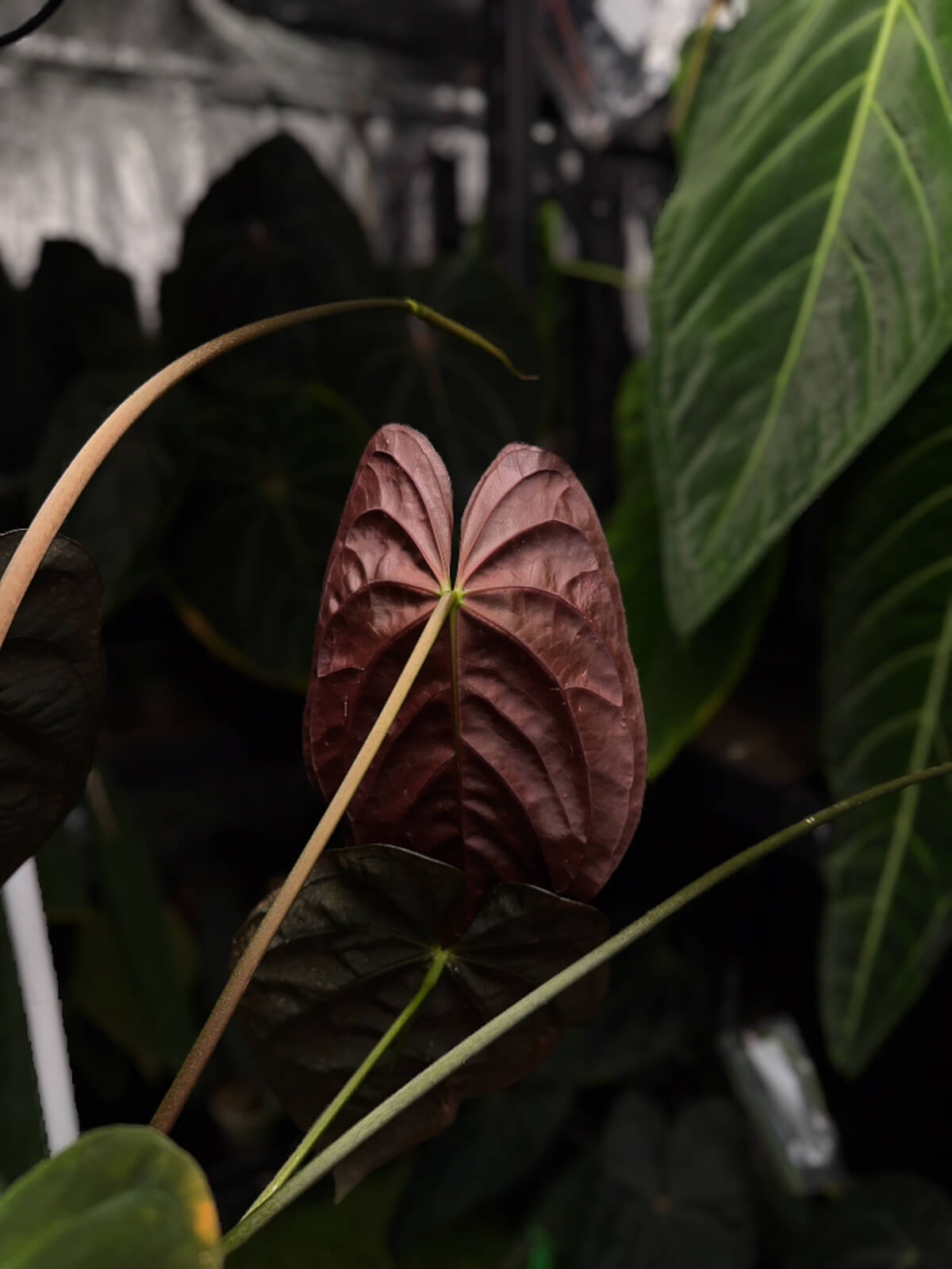 Anthurium forgetiix variegated x papillilaminum • germinated seeds
